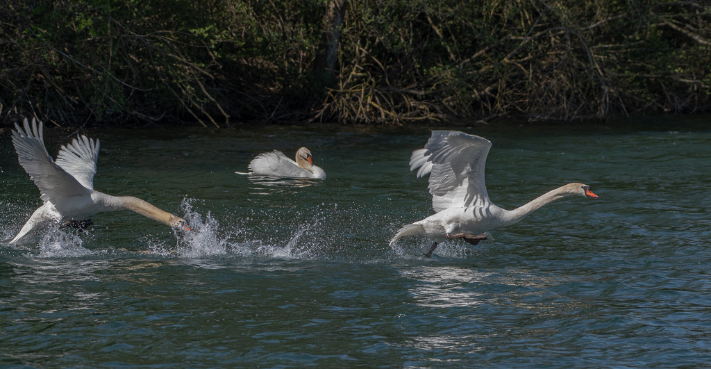 Cygne -9-.jpg