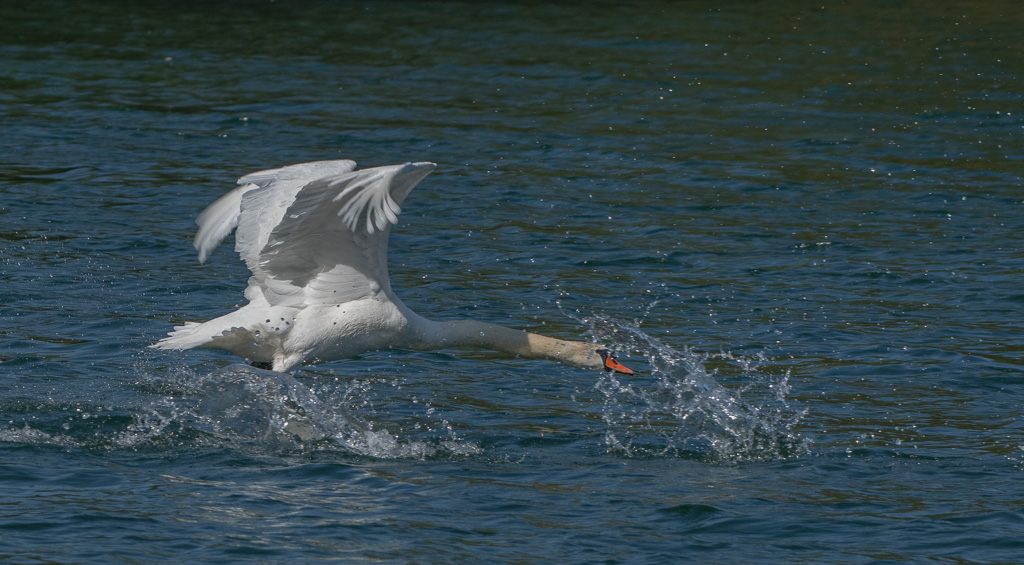 Cygne -10-.jpg