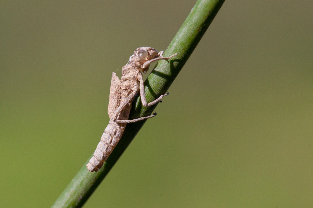 exuvie sp.jpg