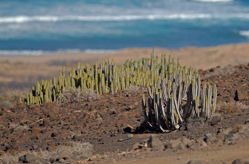 Euphorbia-canariensis.jpg