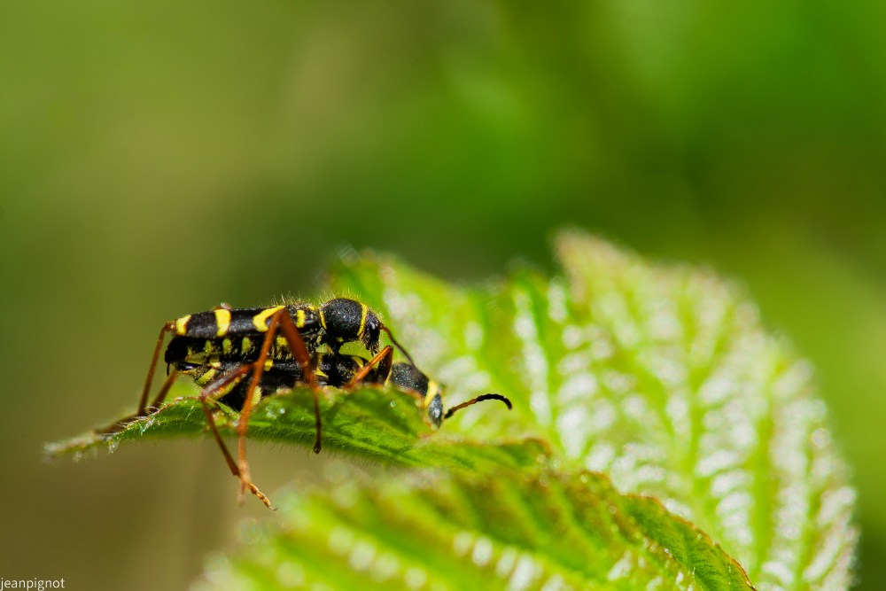 clytus arietus.JPG