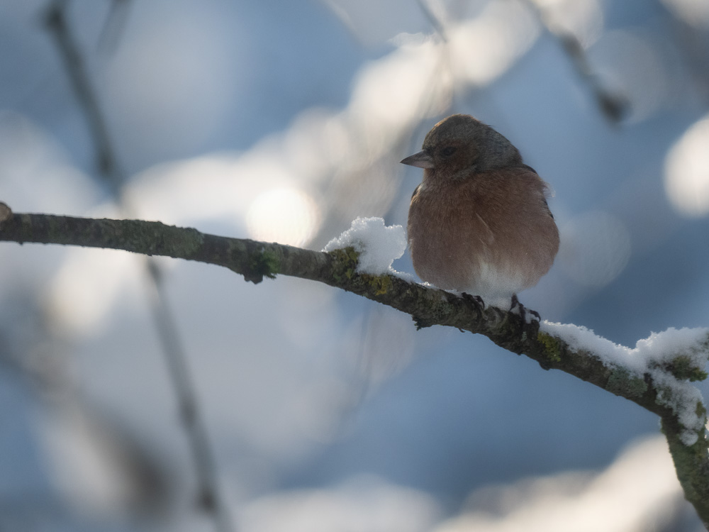 Pins des arbres-43.jpg