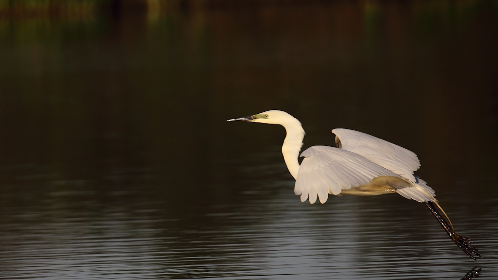 1958 Grande aigrette.jpg