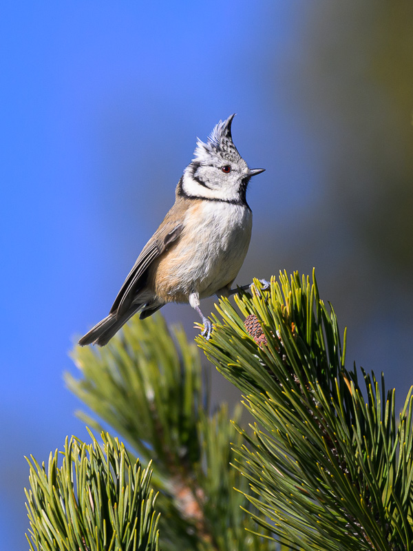 mésange huppée 26.jpg