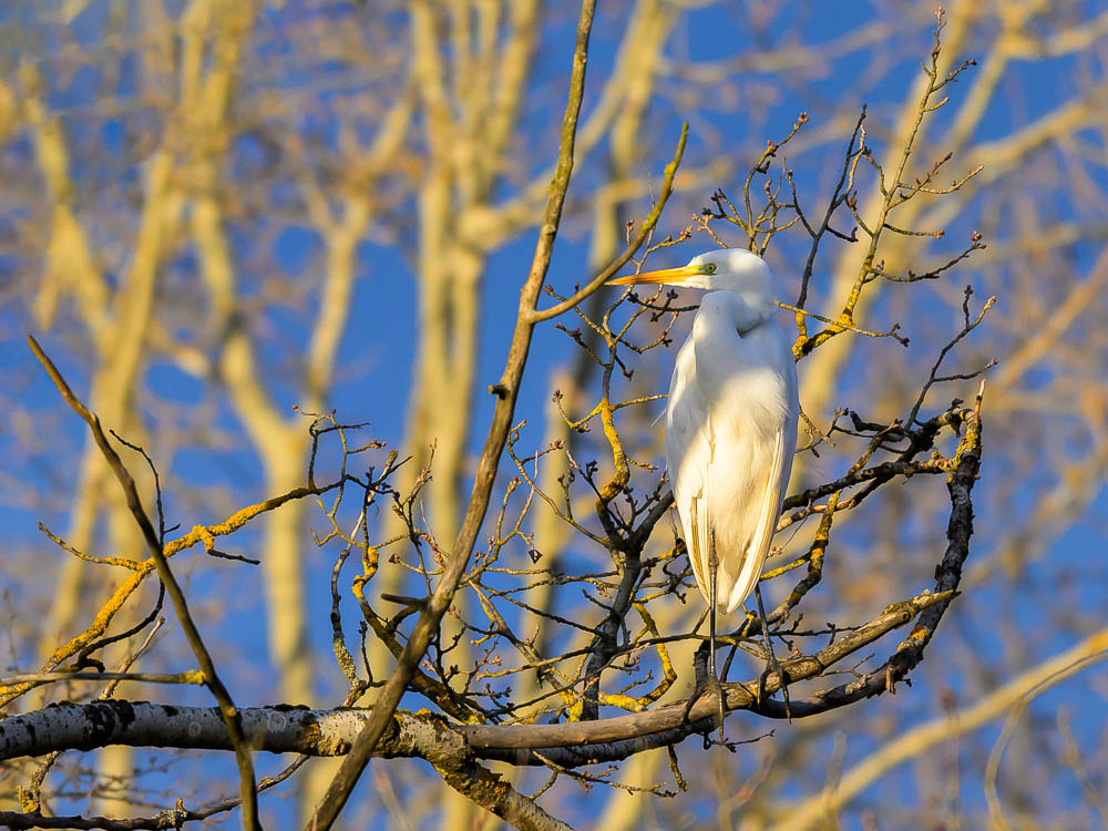 Grande aigrette_119.jpg