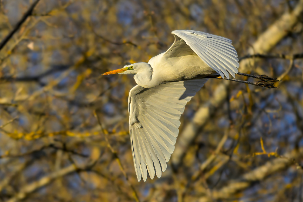Grande aigrette_131.jpg