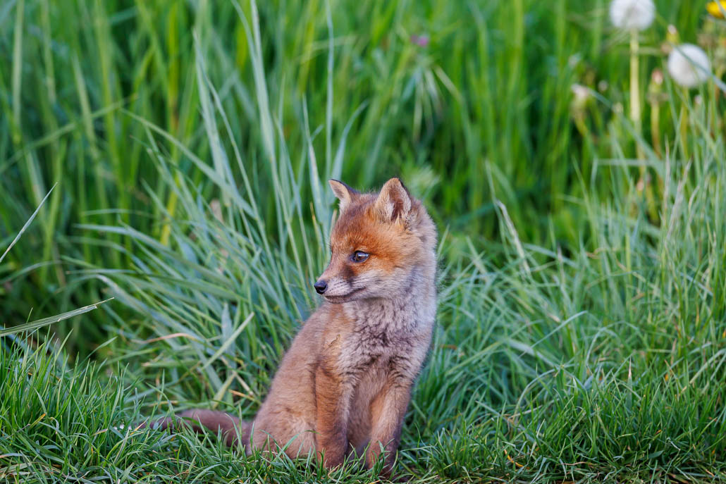 Renard roux (Vulpes vulpes)-red Fox-135.jpg