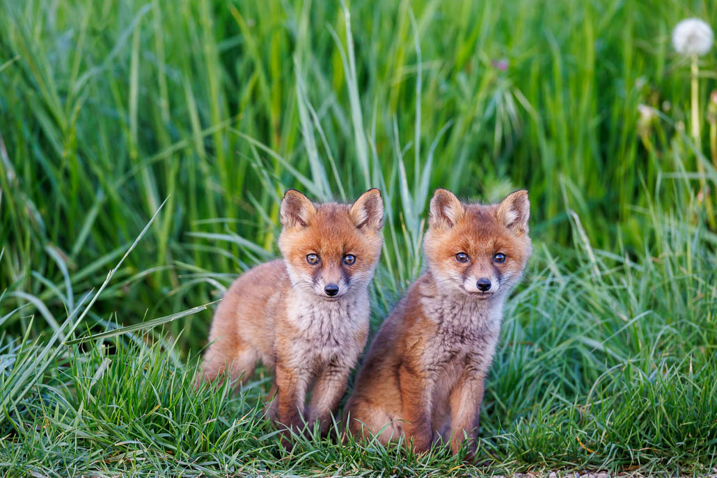Renard roux (Vulpes vulpes)-red Fox-136.jpg