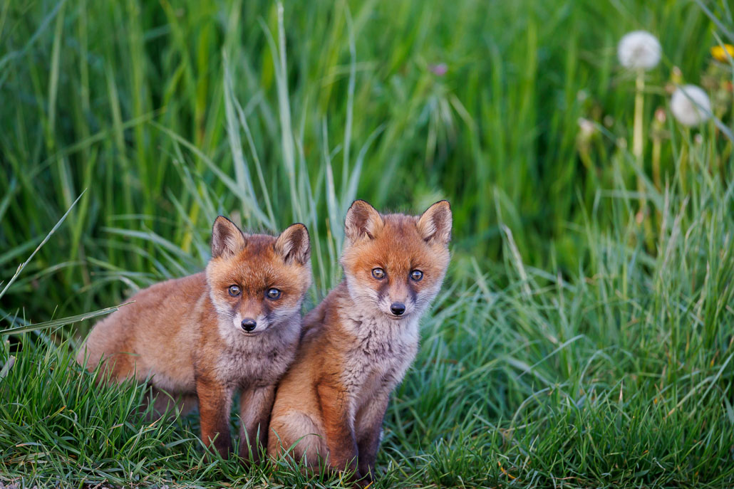 Renard roux (Vulpes vulpes)-red Fox-143.jpg