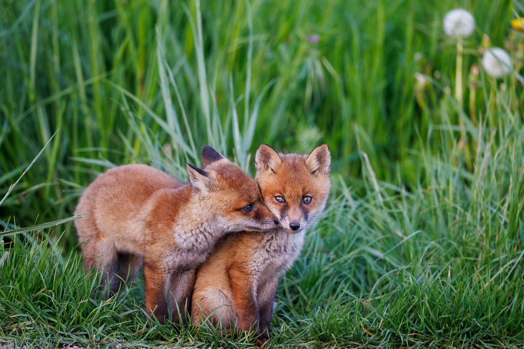 Renard roux (Vulpes vulpes)-red Fox-144.jpg