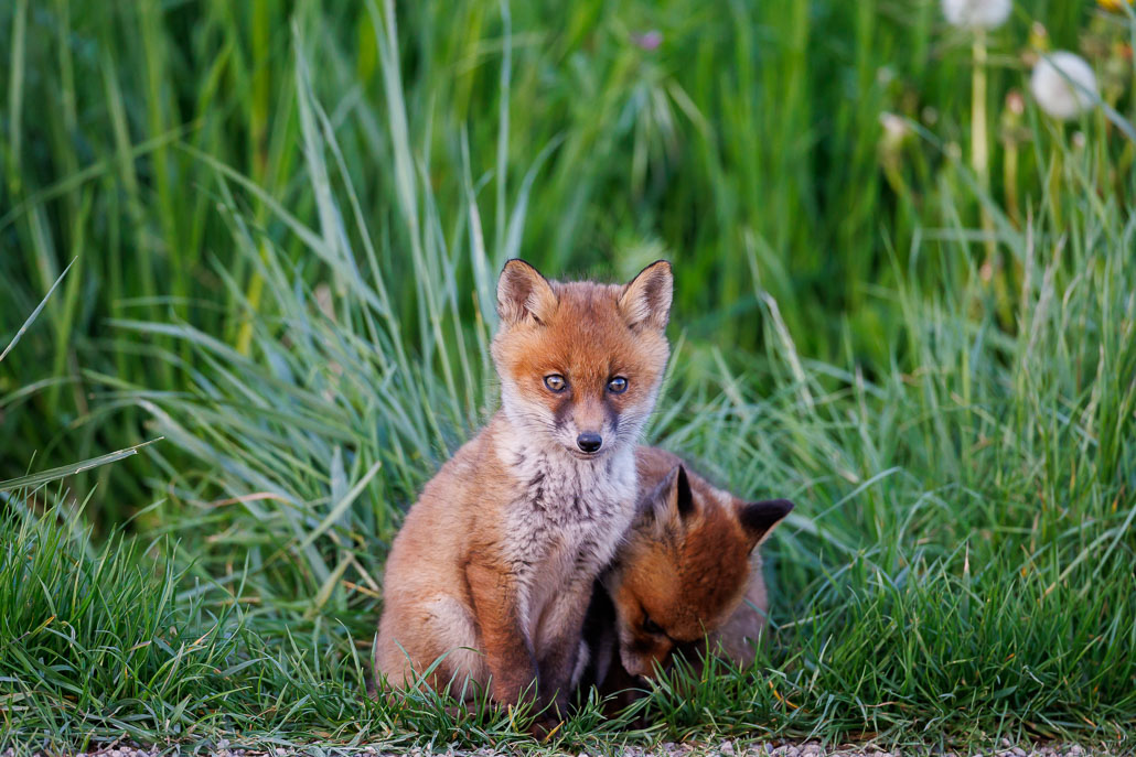 Renard roux (Vulpes vulpes)-red Fox-146.jpg