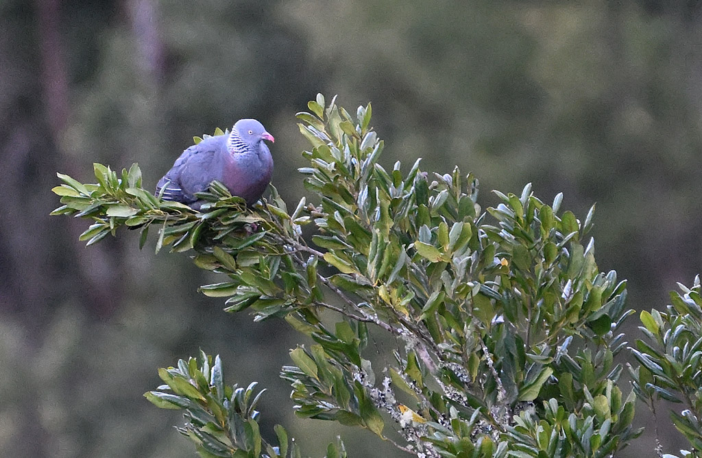 DSC_5134.jpg