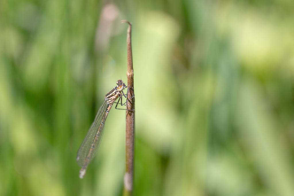 Ischnura elegans.jpg