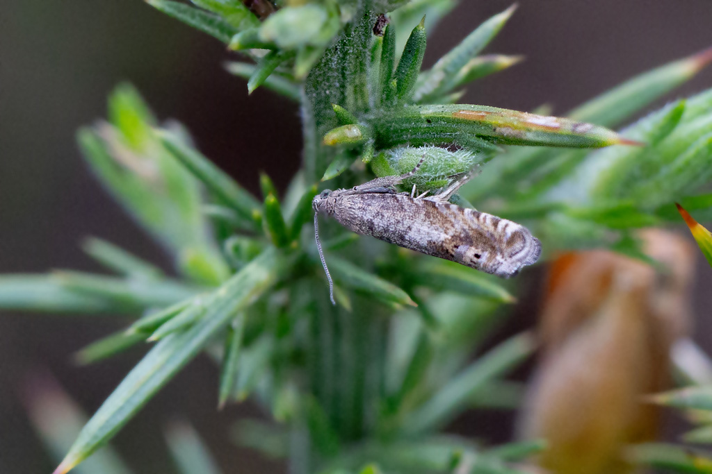 Cydia ulicetana - Carpocapse de l'ajonc 1.jpg