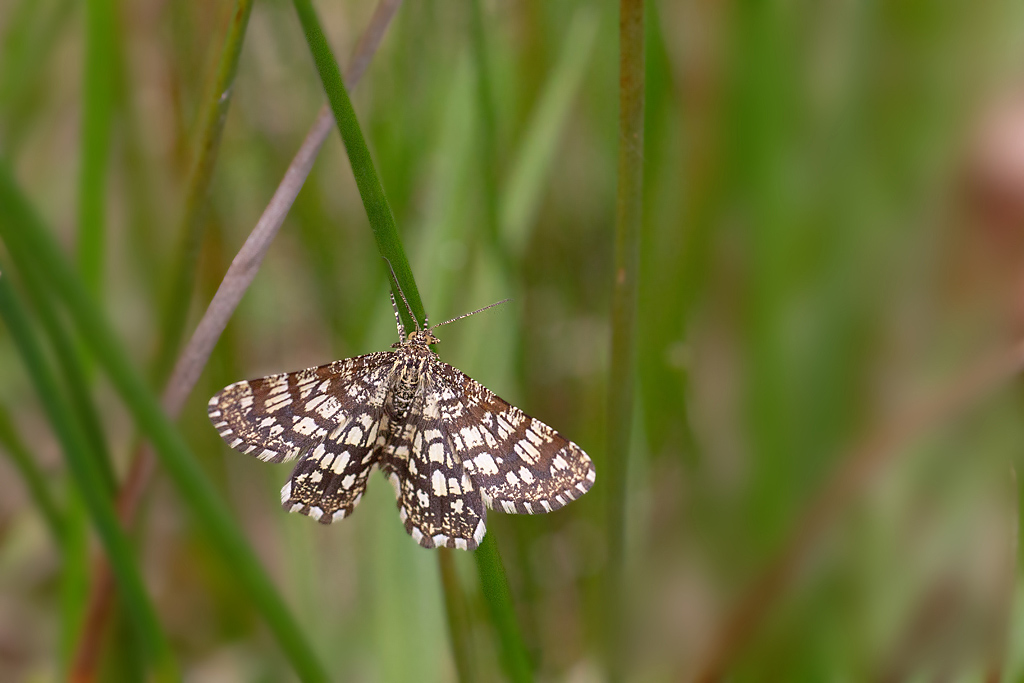 Le géomètre à barreaux - Chiasmia clathrata.jpg