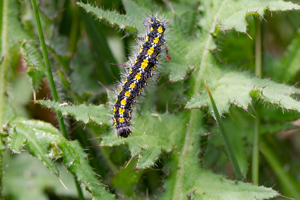 l'Ecaille marbrée - Callimorpha dominula 2.jpg