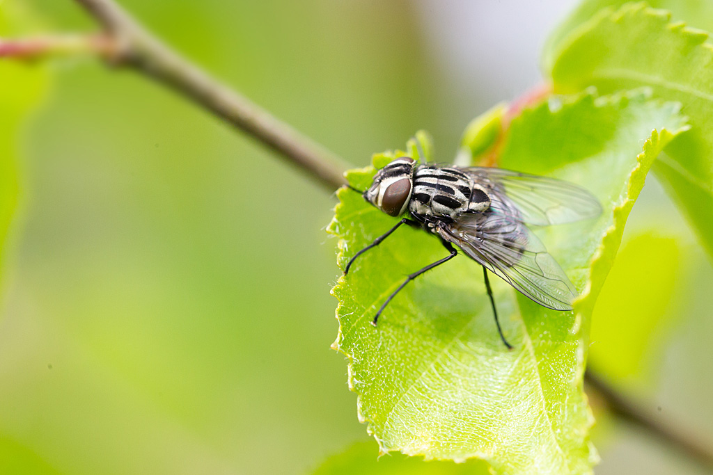 Macronychia sp 1.jpg