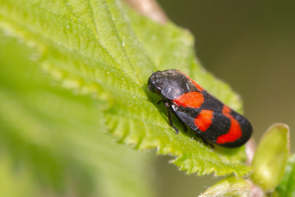 Cercopis vulnerata 7.jpg
