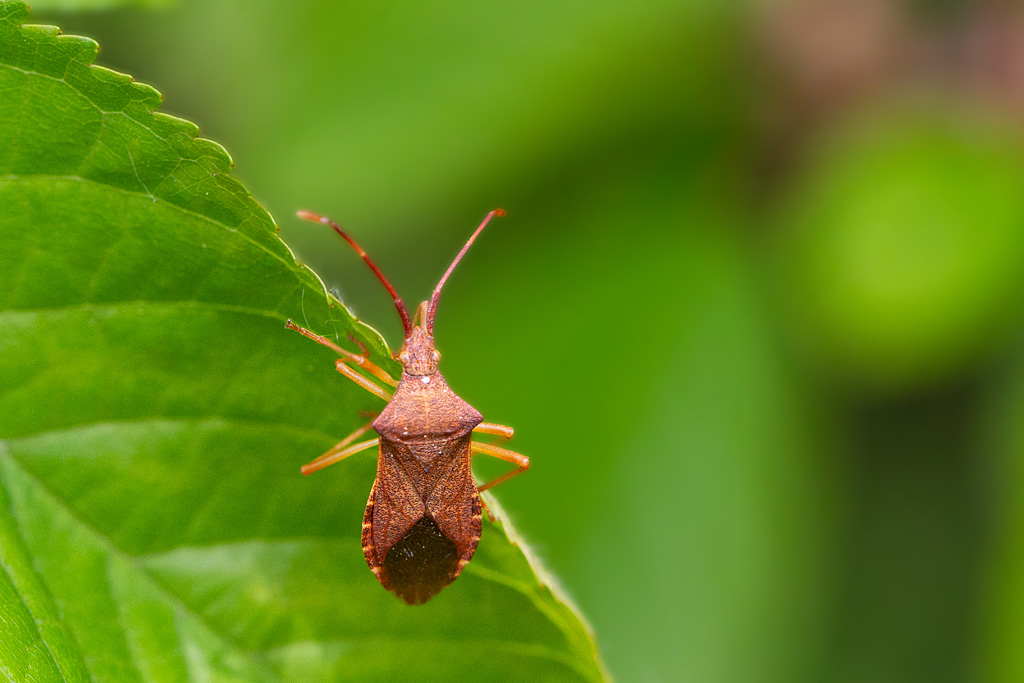Gonocerus acuteangulatus 1.jpg