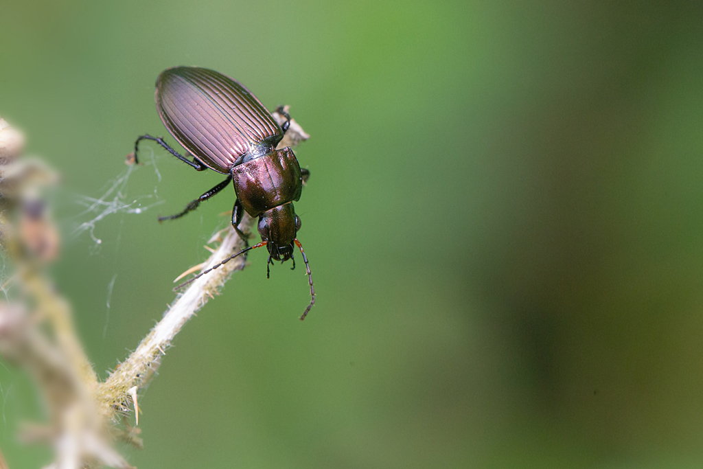 Poecilus cupreus 6.jpg