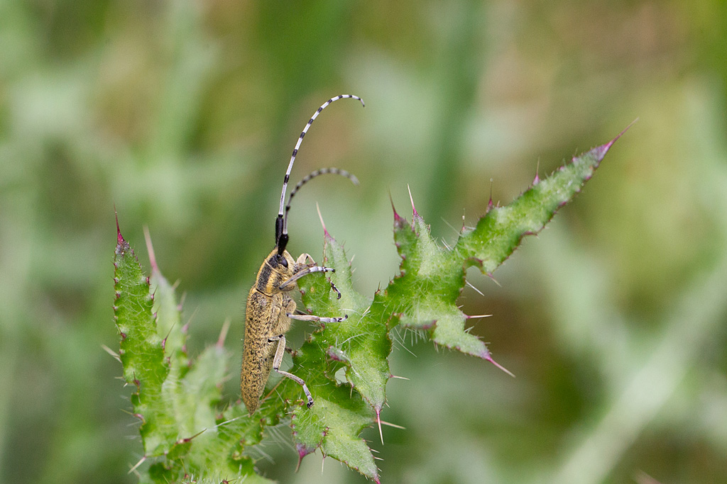 Agapanthia villosoviridescens.jpg