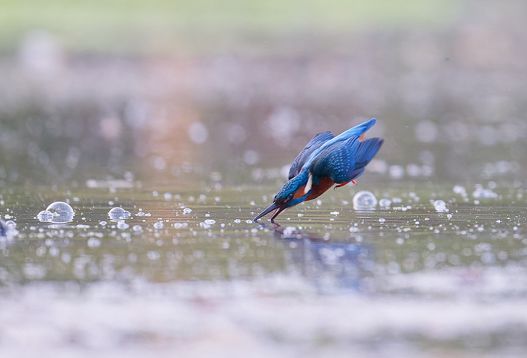 DSC_5482_DxO.jpg