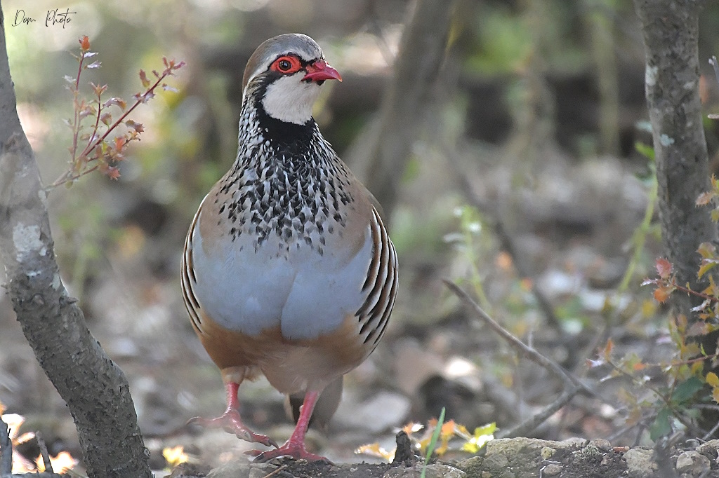 DSC_4306IN.jpg