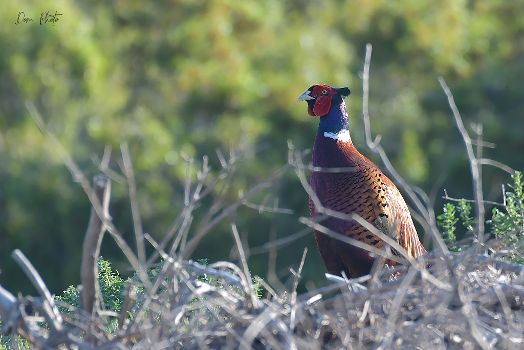 DSC_4055IN.jpg