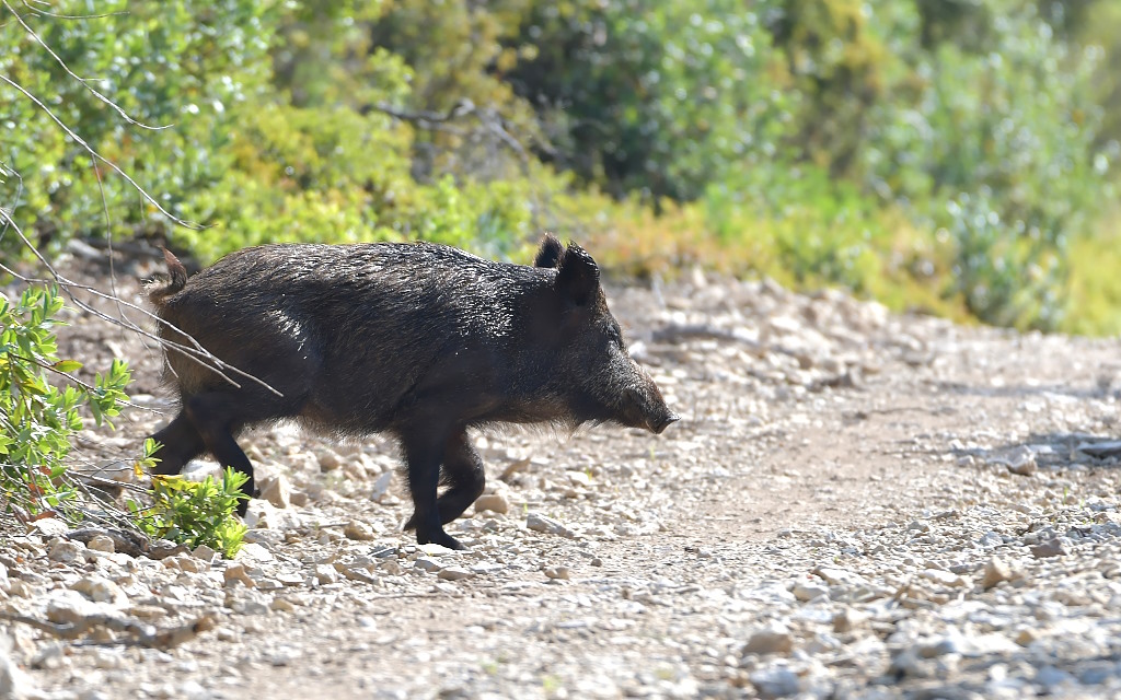 DSC_4384IN.jpg