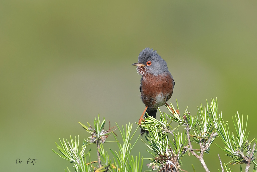 DSC_4114IN.jpg