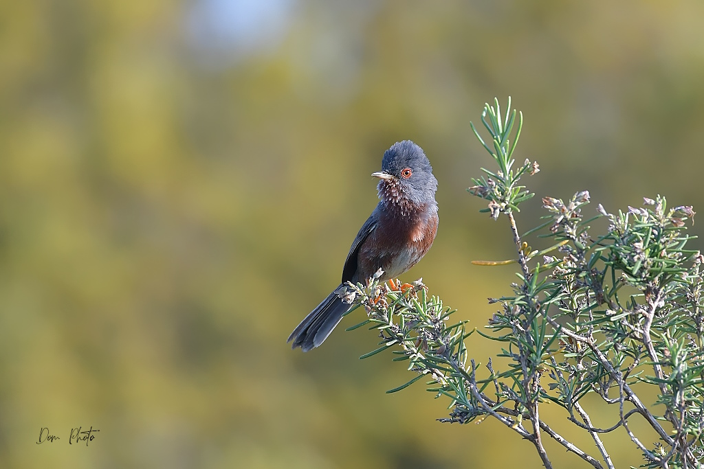 DSC_4203IN.jpg