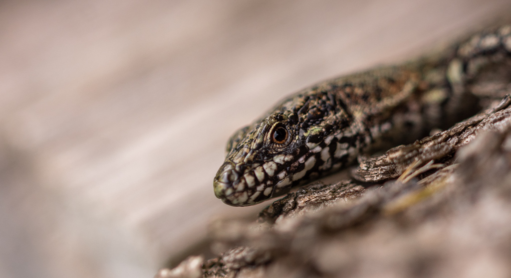 Lézard -1-.jpg