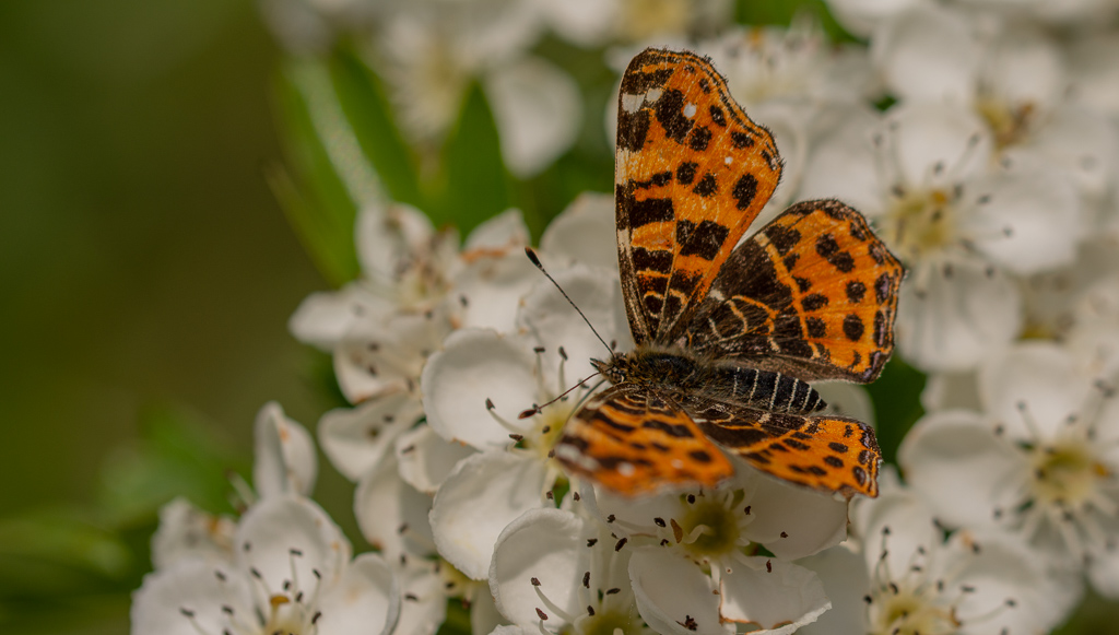 Papillon, Carte géographique  (Araschnia levana).jpg