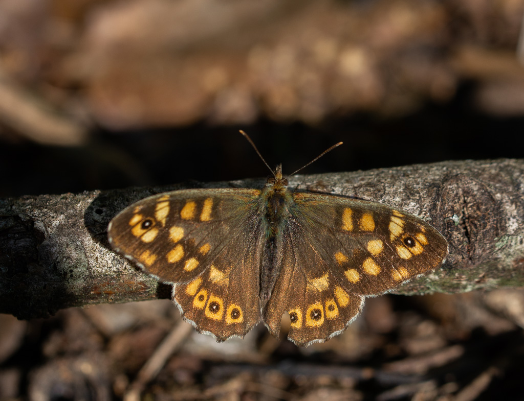 Papillon Tircis.jpg