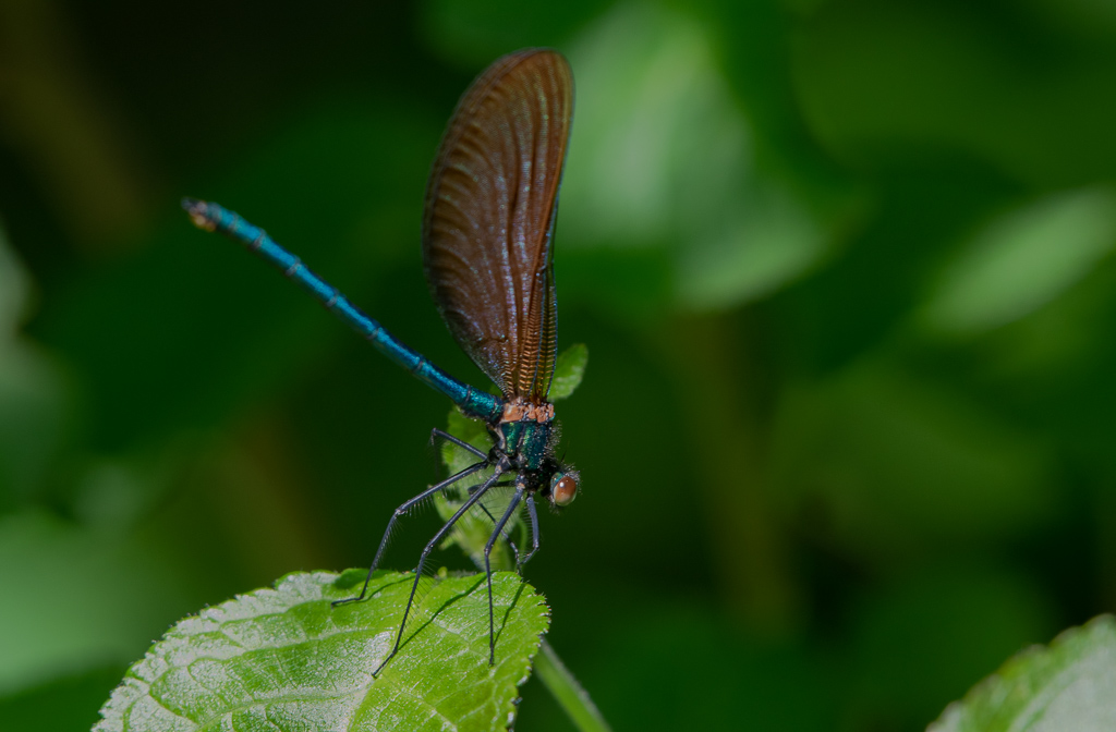 Libellule, Caloptéryx éclatant, Calopteryx splendens -1-.jpg