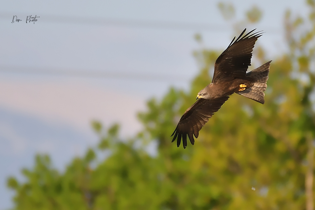 DSC_2993IN.jpg