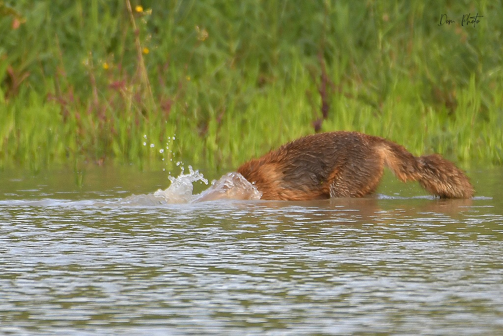DSC_4776IN.jpg
