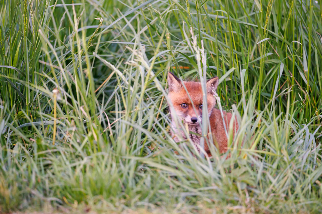 Renard roux (Vulpes vulpes)-red Fox-186.jpg