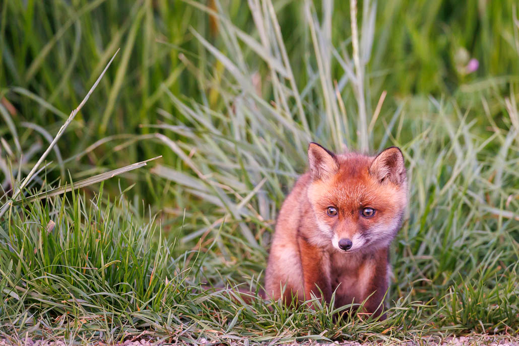 Renard roux (Vulpes vulpes)-red Fox-189.jpg