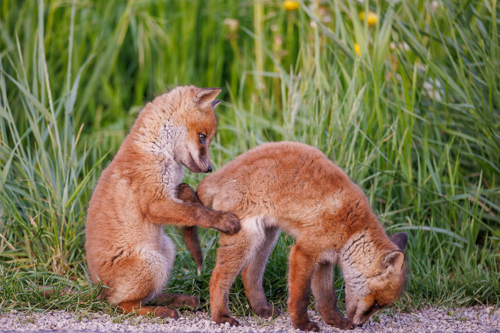 Renard roux (Vulpes vulpes)-red Fox-177.jpg