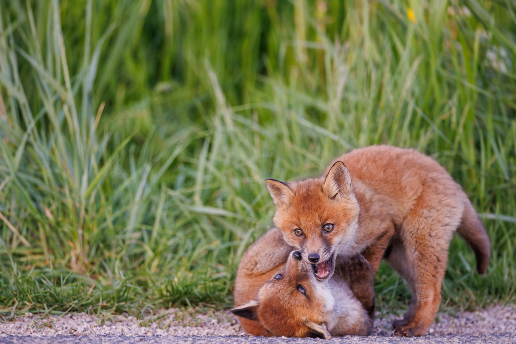 Renard roux (Vulpes vulpes)-red Fox-178.jpg