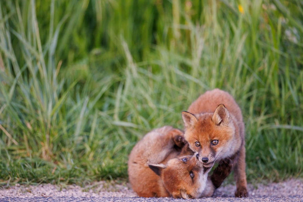 Renard roux (Vulpes vulpes)-red Fox-179.jpg