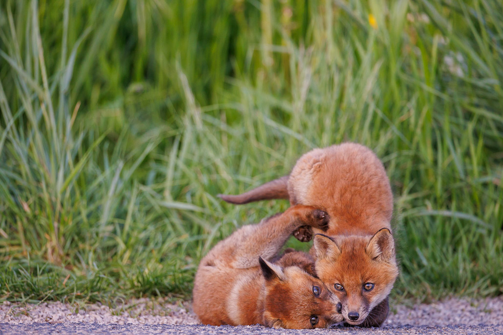 Renard roux (Vulpes vulpes)-red Fox-180.jpg