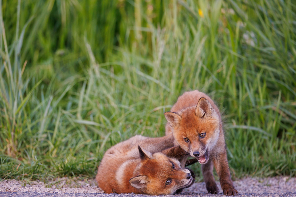 Renard roux (Vulpes vulpes)-red Fox-181.jpg