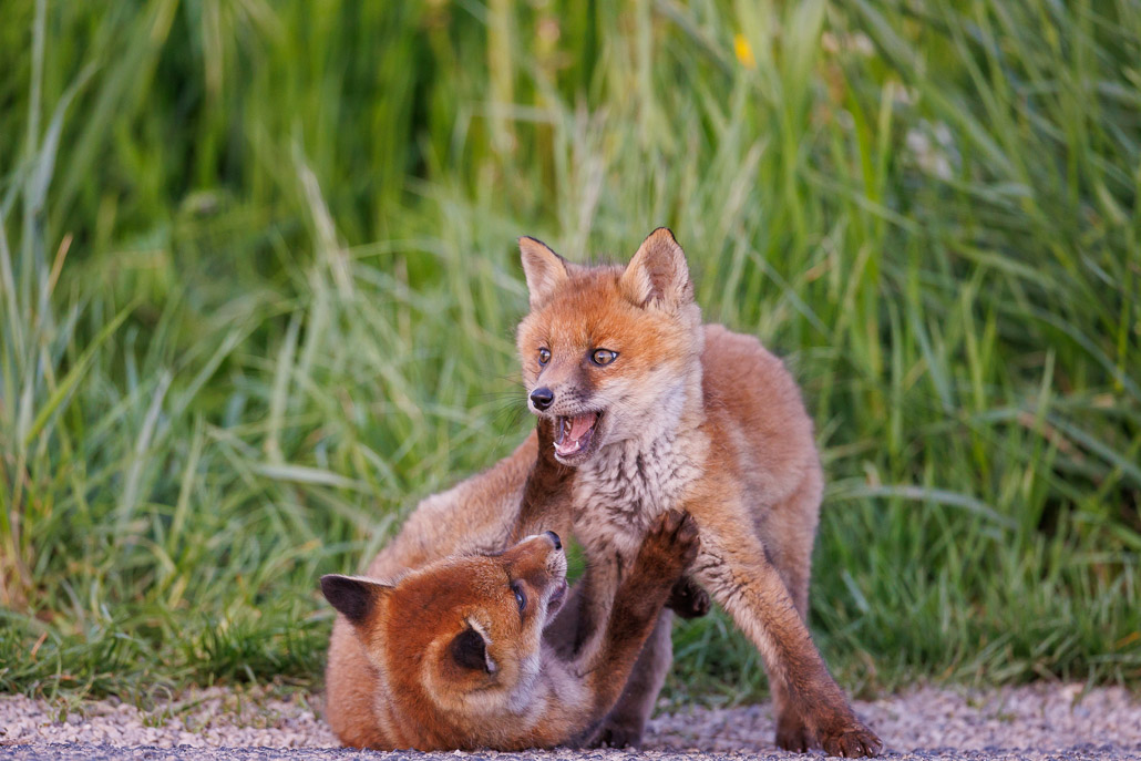 Renard roux (Vulpes vulpes)-red Fox-182.jpg