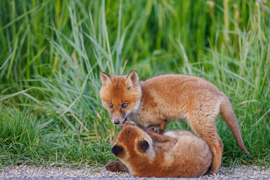 Renard roux (Vulpes vulpes)-red Fox-183.jpg