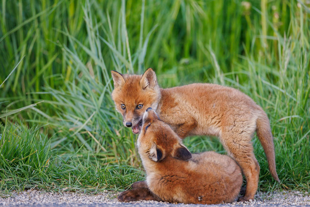 Renard roux (Vulpes vulpes)-red Fox-184.jpg