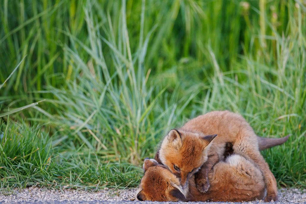 Renard roux (Vulpes vulpes)-red Fox-185.jpg