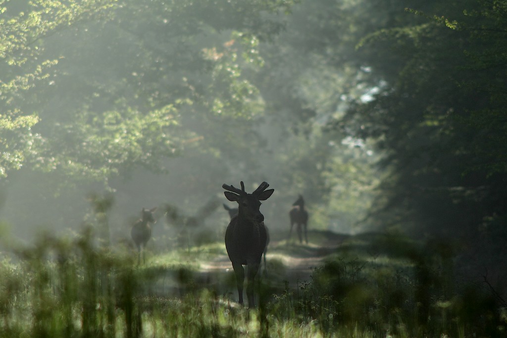 Cerf velours.jpg