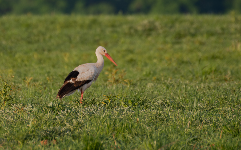 Cigogne.jpg